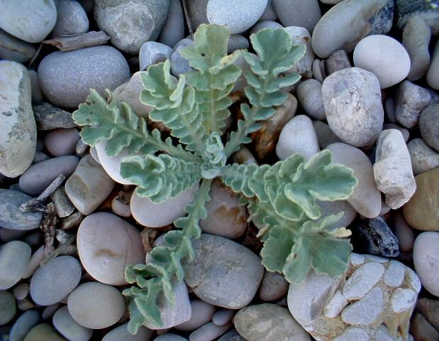 Glaucium flavum / Papavero cornuto